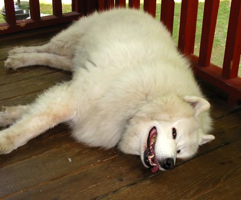 Balto On The Porch