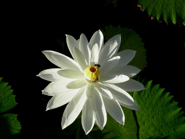 White Lily