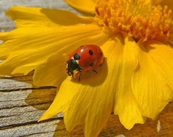 Another LadyBug