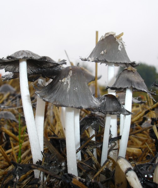 Fungi