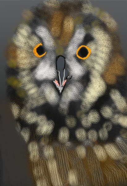 O258 Brown Owl