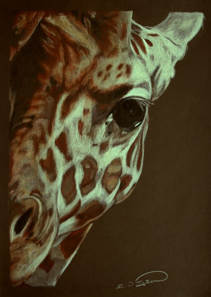 Baby Giraffe