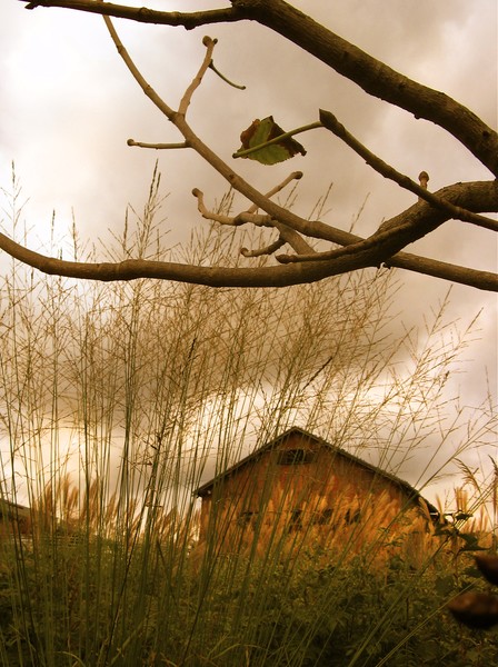 Barn through waving grains.