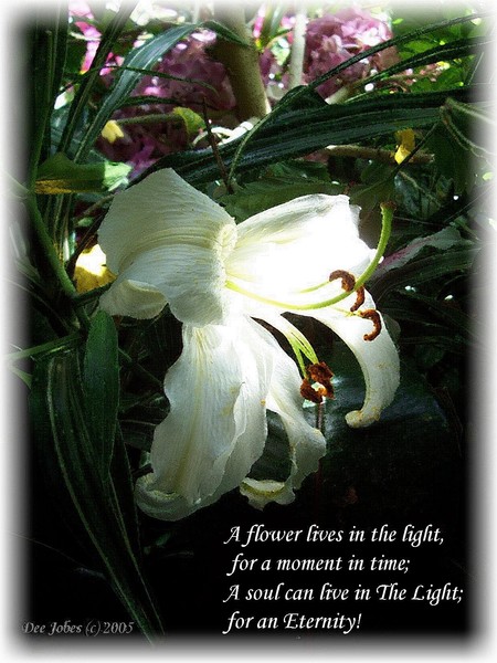 A Lily in the light