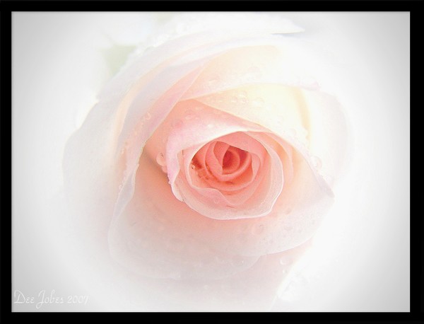 Tenderness