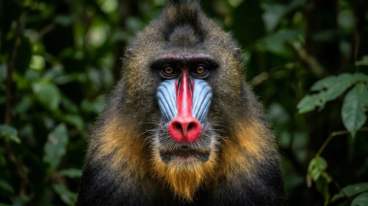 Striking portrait of a magnificent male mandrill monkey with vibrant colorful facial markings