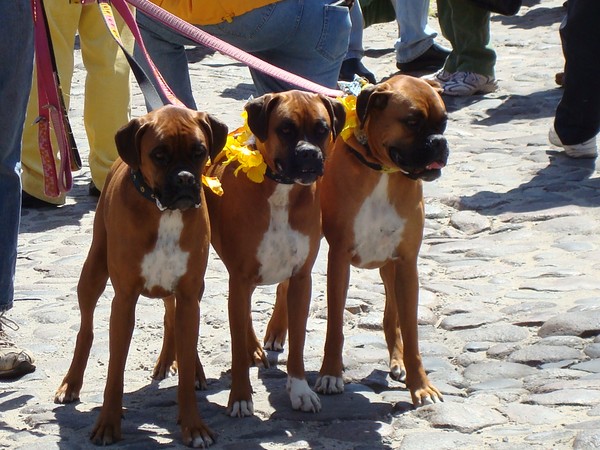 3 Boxers
