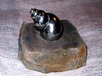 Large Whelk in Pewter