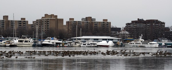 Geese Island