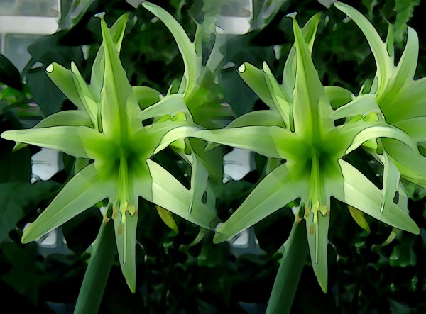 Tender Lilies (One)