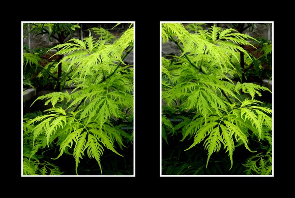 Ferns