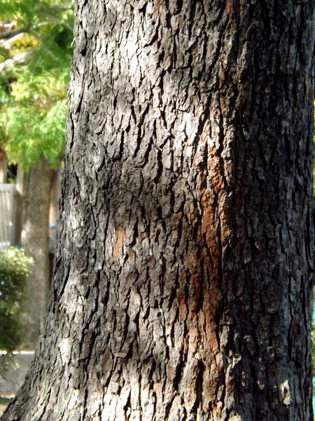 Tree Trunk Texture (One)