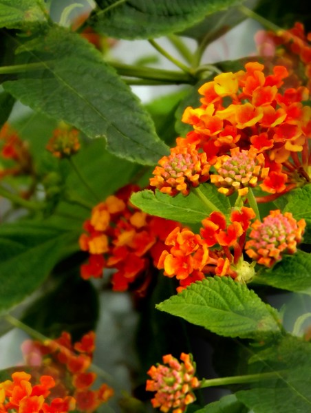 Colourful Little Flowers (One)