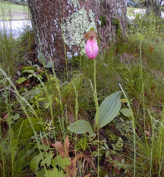 Lady Slipper Beauty