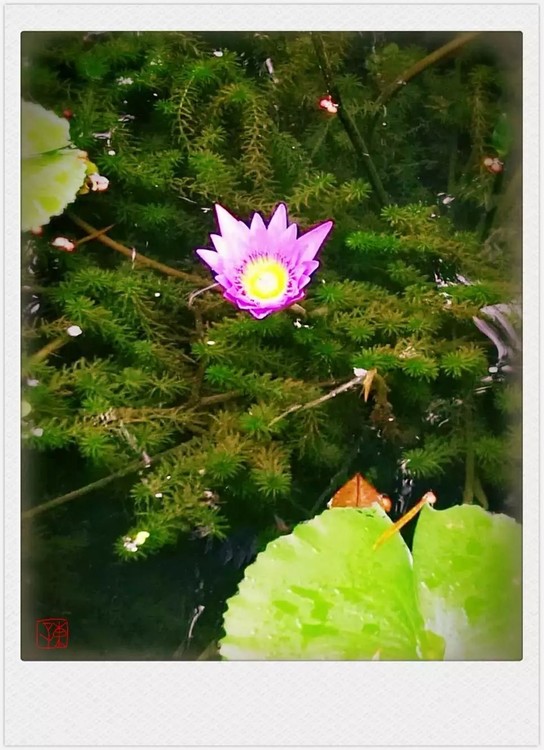 A Flower in Water