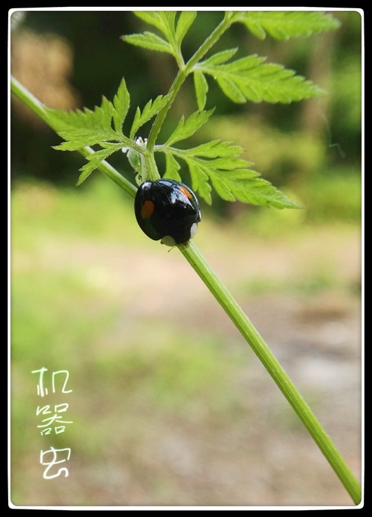 Black Bug Lady