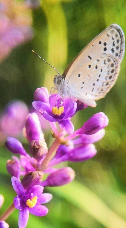 Butterfly in Sunny Morning