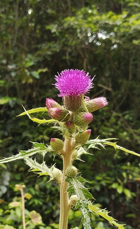 dandelion