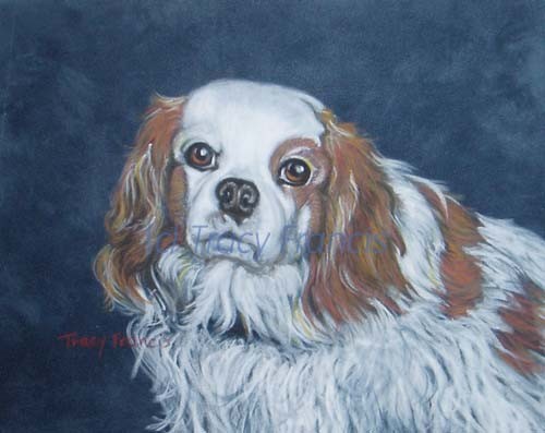 Harley, Cavalier King Charles Spaniel