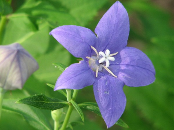 Blue Bloom