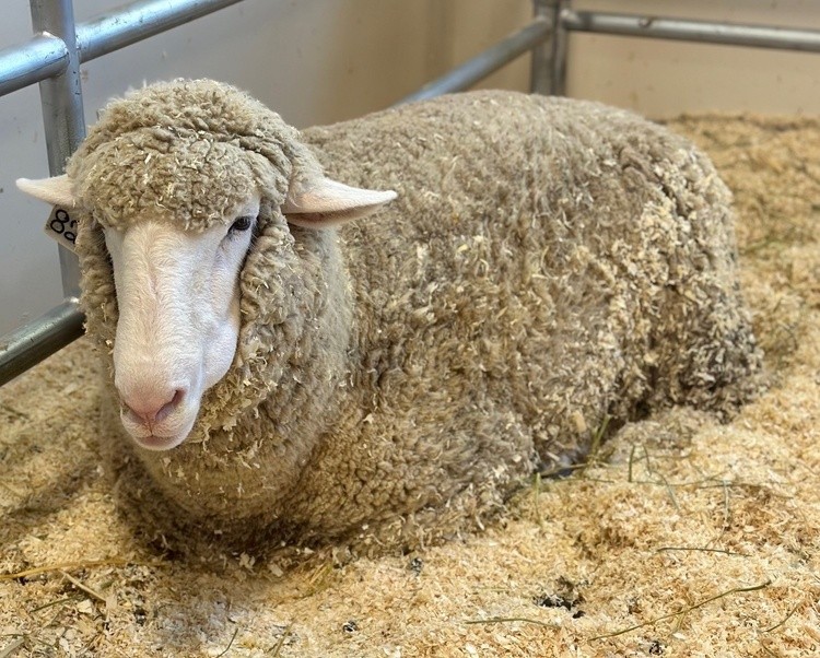 Sheepish
