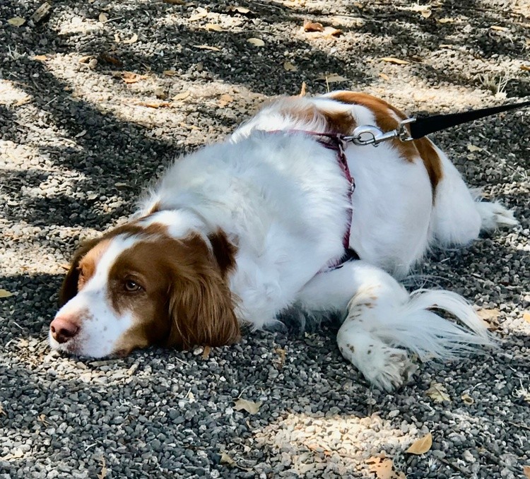 Dog Gaze