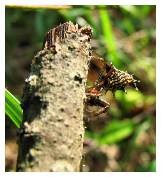 Female Spined Micrathena