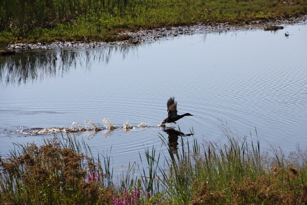 Walking on Water: Mallard