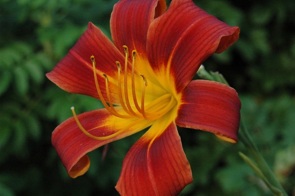 Deep Red and Yellow Day lily Halifax