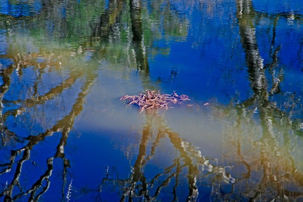 California Newt Orgy