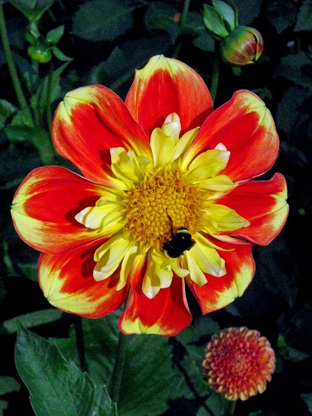 Dahlia and Bumblebee
