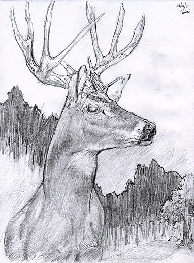 Deer
