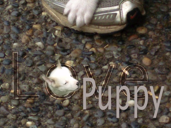 Puppy Love