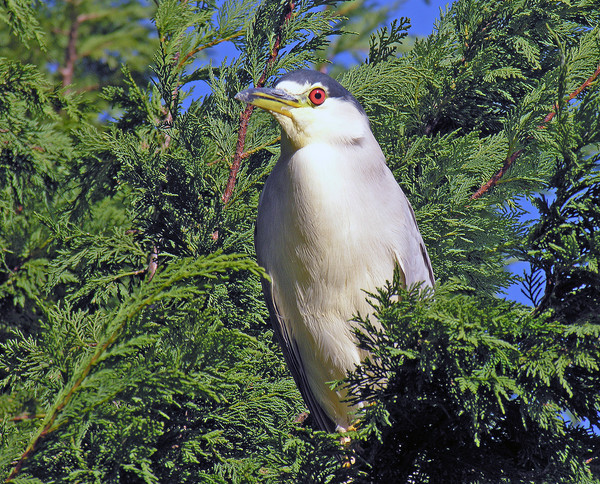 Bird With Red Eye
