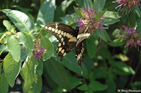 butterfly # 2