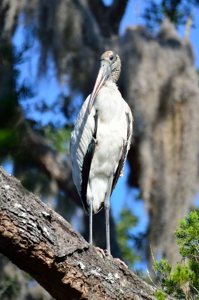 Wood Stork in the wild wetlants of Florida