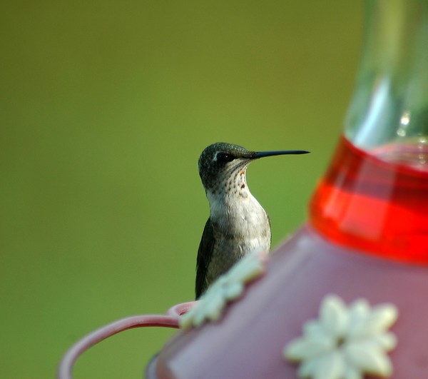Hummingbird Feeding