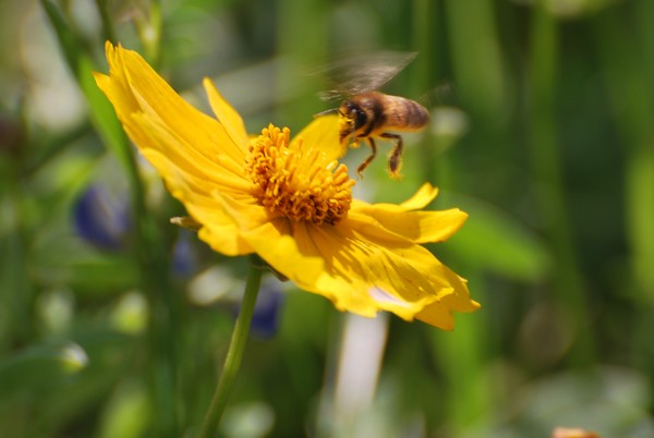Copter-Bee