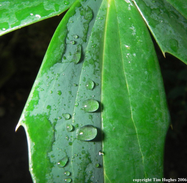 'Abstract Leaves'