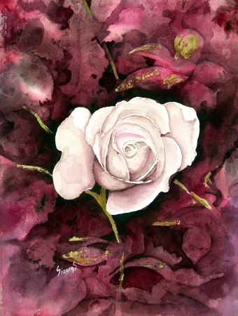 A White Rose