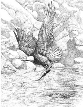 Eagle with fish