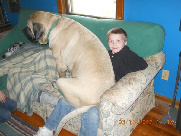 Big Lap Dog ? OR Great Babysitter ?
