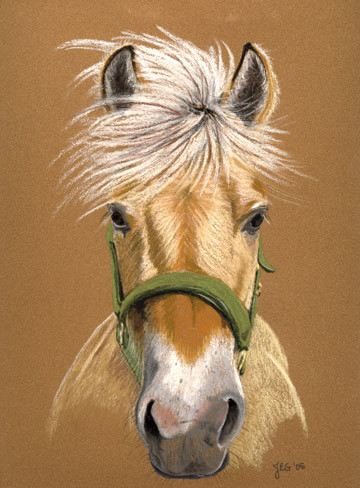 Fjord Stallion