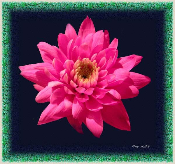 Pink in a box