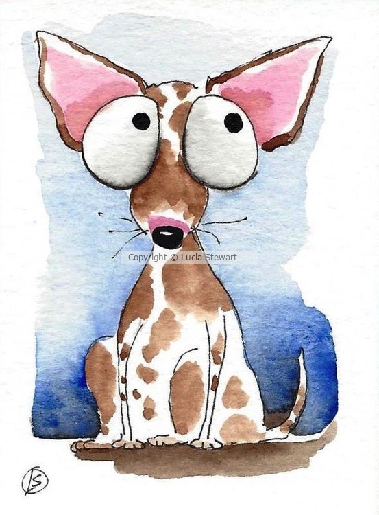 Chihuahua dogs 