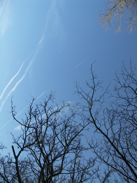 Winter Trees on Blue Sky