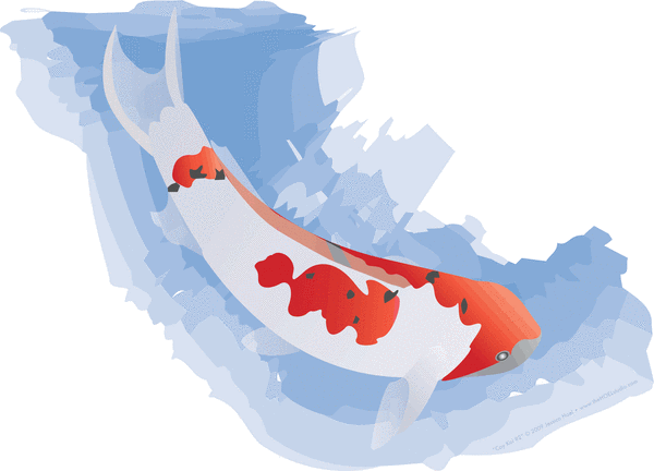 Coy Koi (Digital Version)