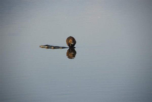 weaver in the lake