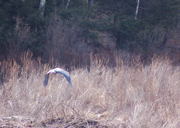 Blue Heron in Flight