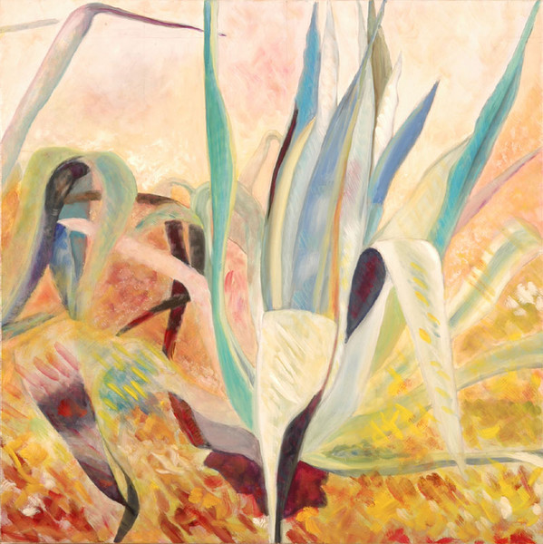 agaves sous le soleil